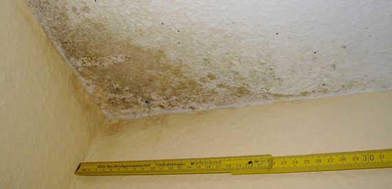 Schimmelpilz pr&uuml;fen durch einen erfahrnen Baugutachter